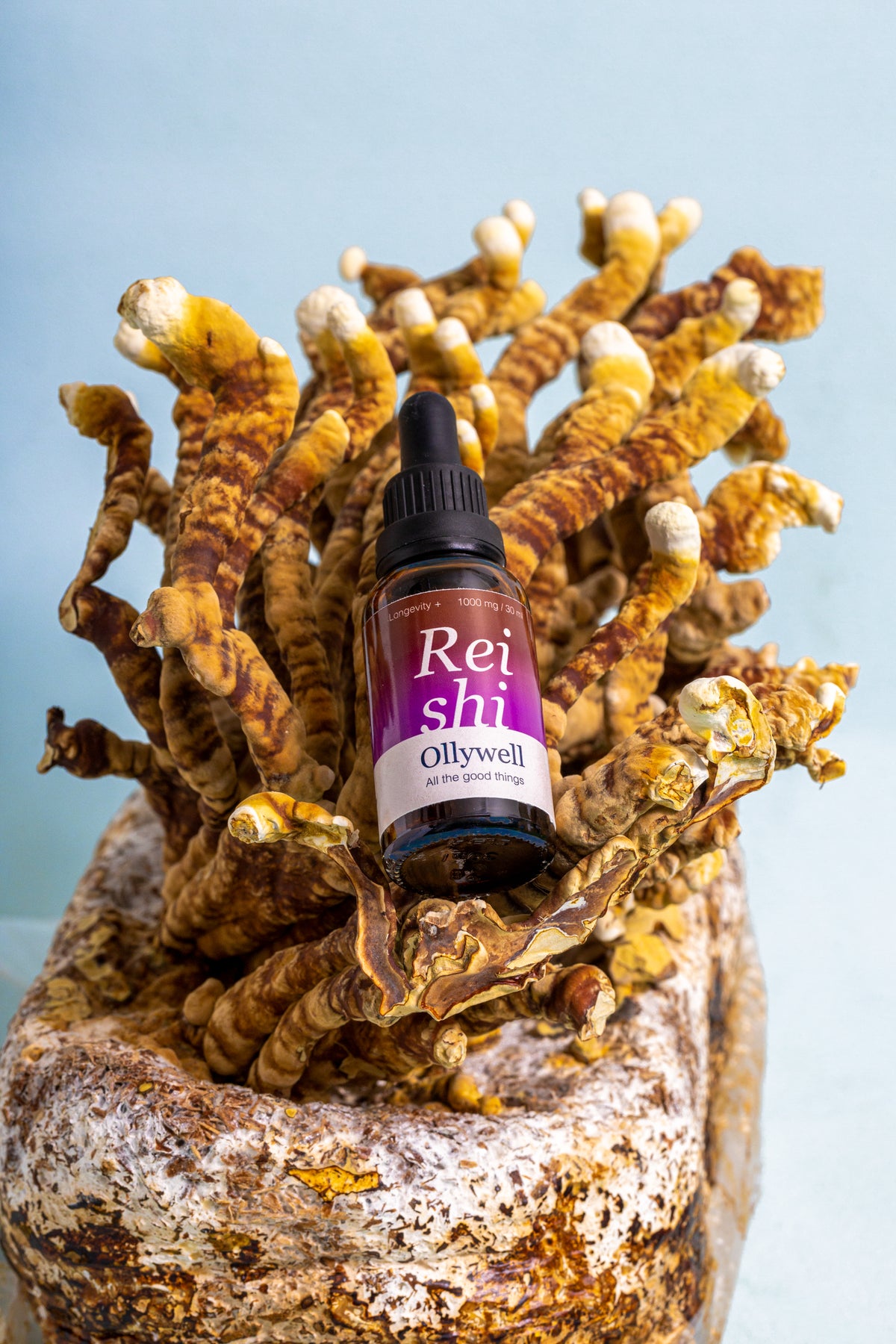 BIO Reishi: Schlaf+
