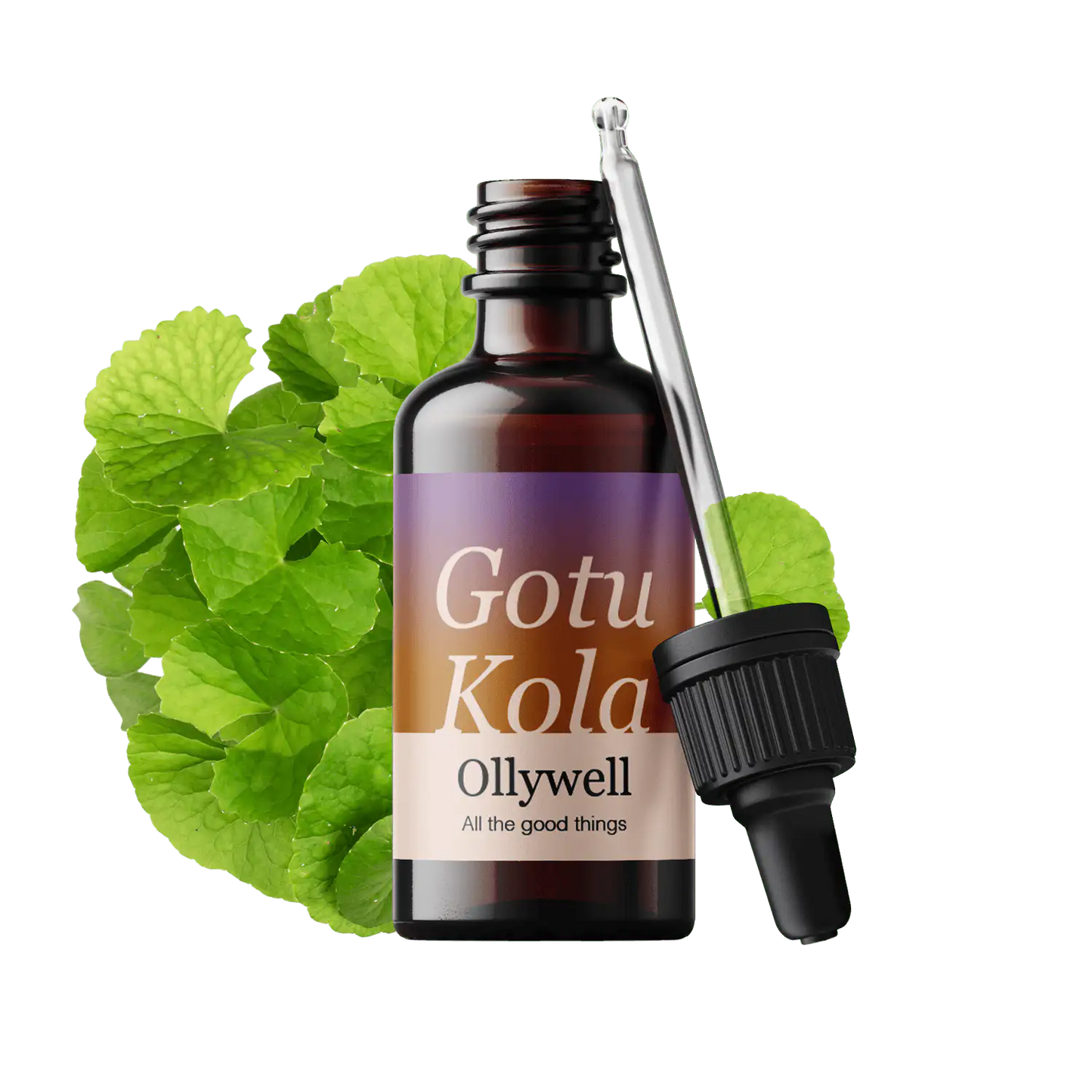 Gotu Kola: Erneuerung+