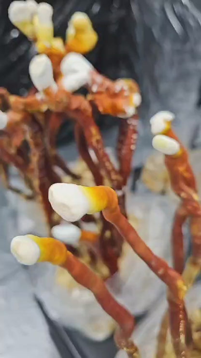BIO Reishi: Schlaf+